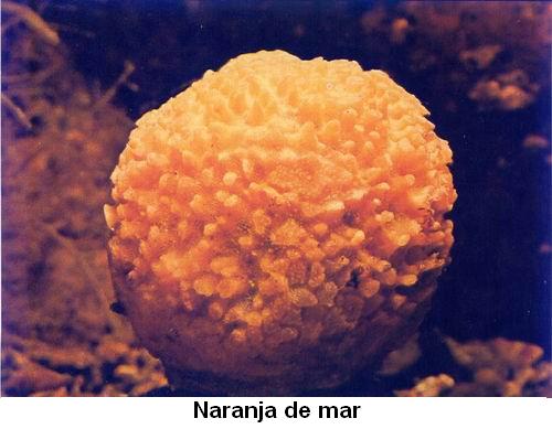 Naranja de mar.jpg